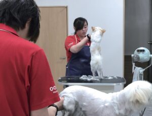 大分愛犬美容学院：犬のトリミング実習
