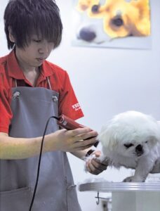 大分愛犬美容学院：犬のトリミング実習