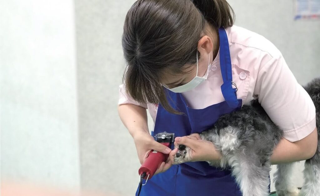 大分愛犬美容学院：犬の爪切り実習