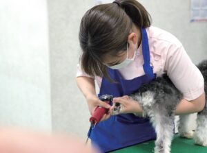 大分愛犬美容学院：犬の爪切り実習
