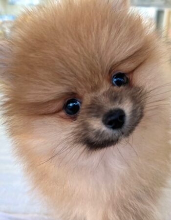 ポメラニアン - ペットショップK9ZOO