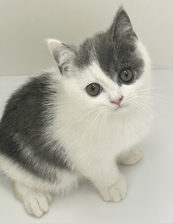 猫猫ホッピー:新品未使用クロケット&ジョーンズ 猫小町シュシュ 鹿の子 ブルー | ペティオ オンライン ショップ本店