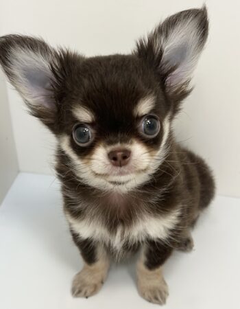 ペットショップ様 すべての仔犬・仔猫 - ペットショップK9ZOO