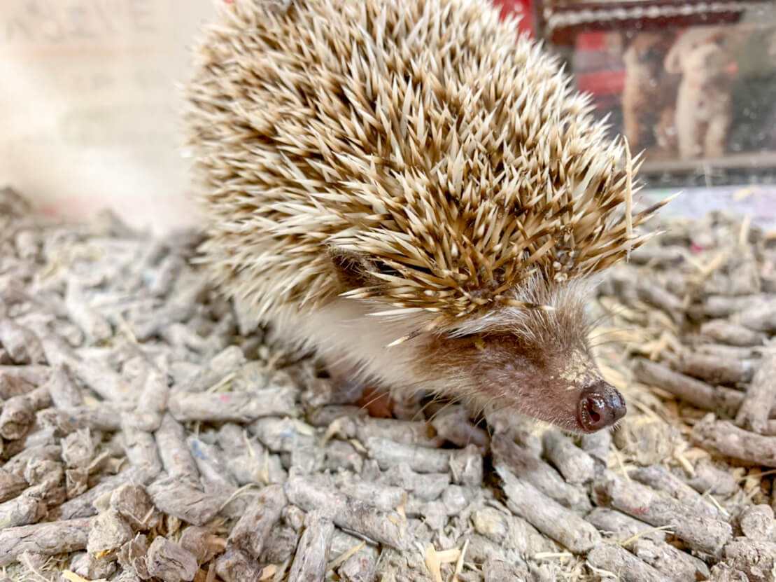 ハリネズミ - K9ZOO