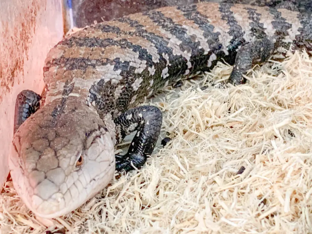 オオアオジタトカゲ K9zoo