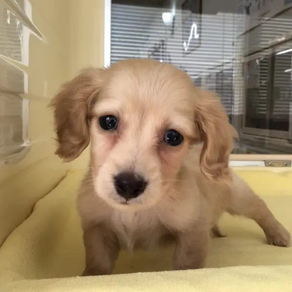 南大分本店のミニチュア ダックスフンド ペットショップk9zoo