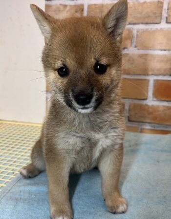 すべての仔犬・仔猫 - ペットショップK9ZOO